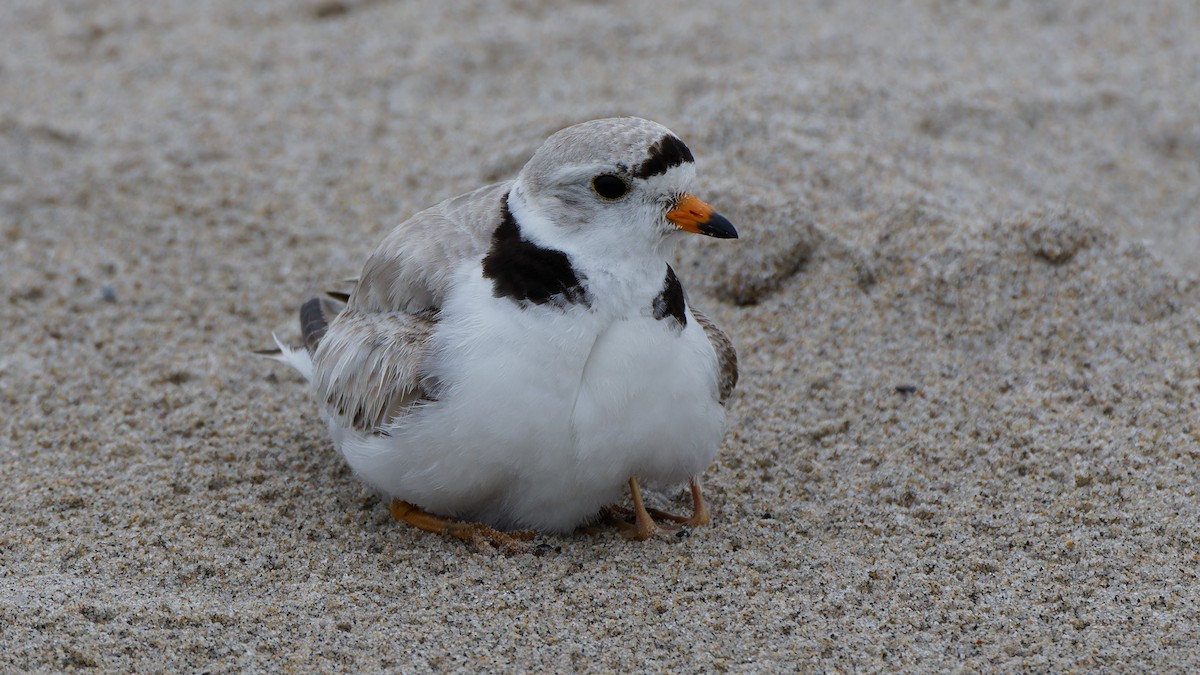 Piping Plover - ML620769047