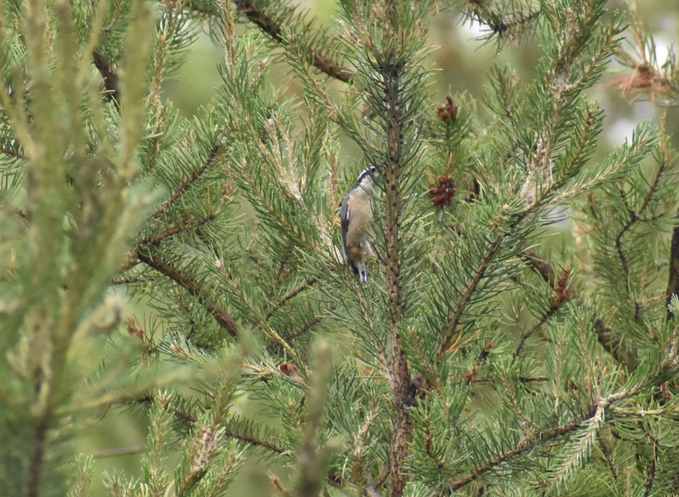 Red-breasted Nuthatch - ML620769051