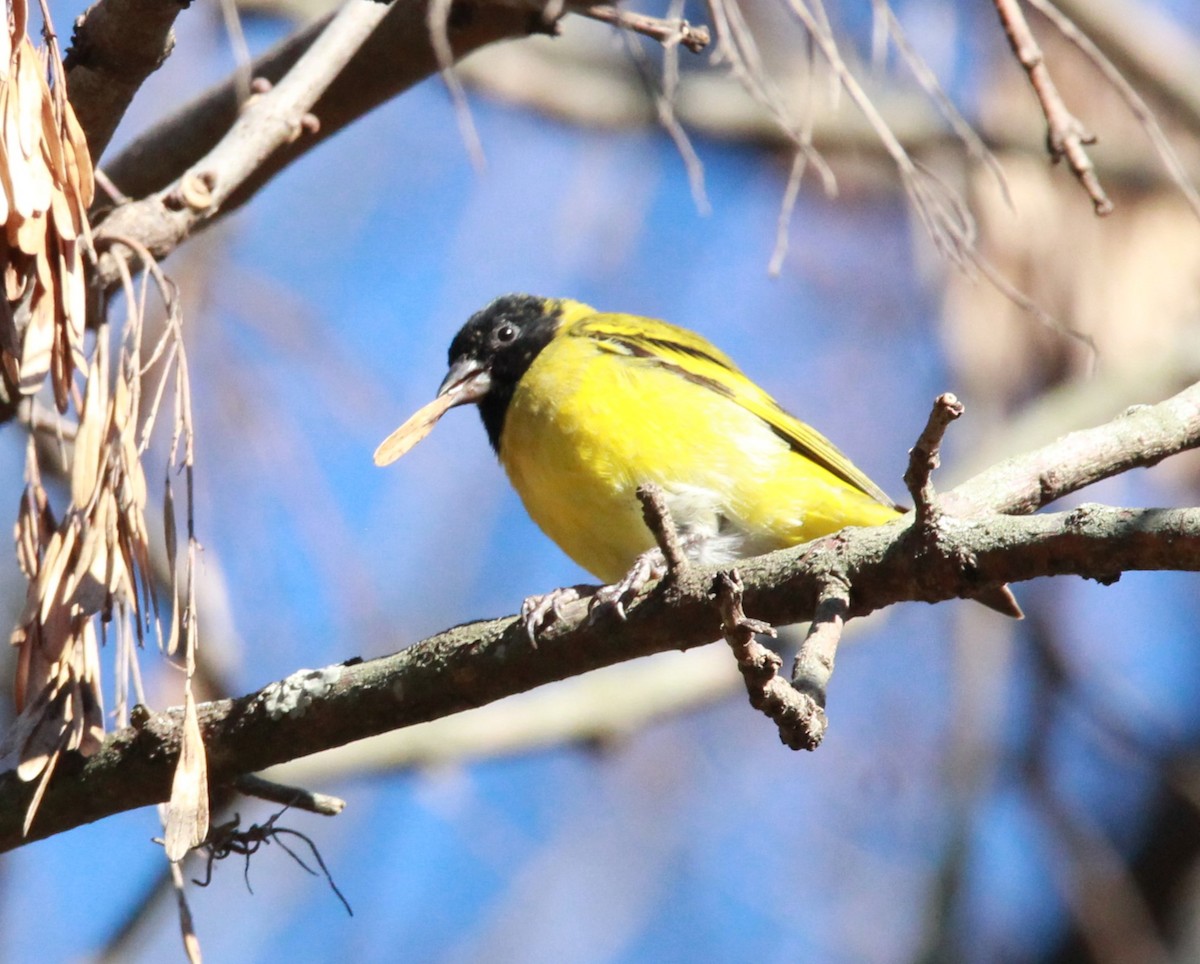 Hooded Siskin - ML620769053