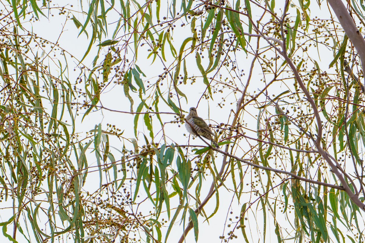 Horsfield's Bronze-Cuckoo - ML620769056