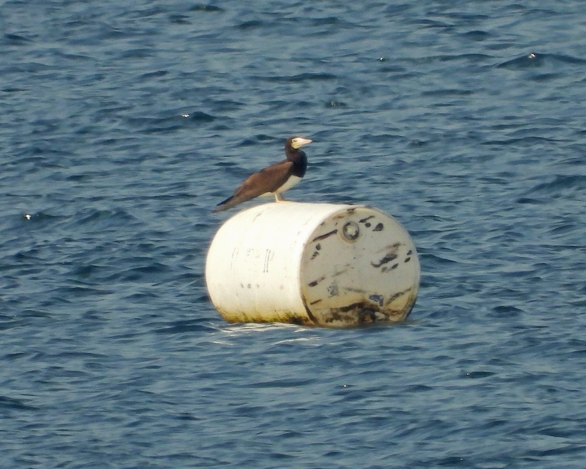 Brown Booby - ML620769058