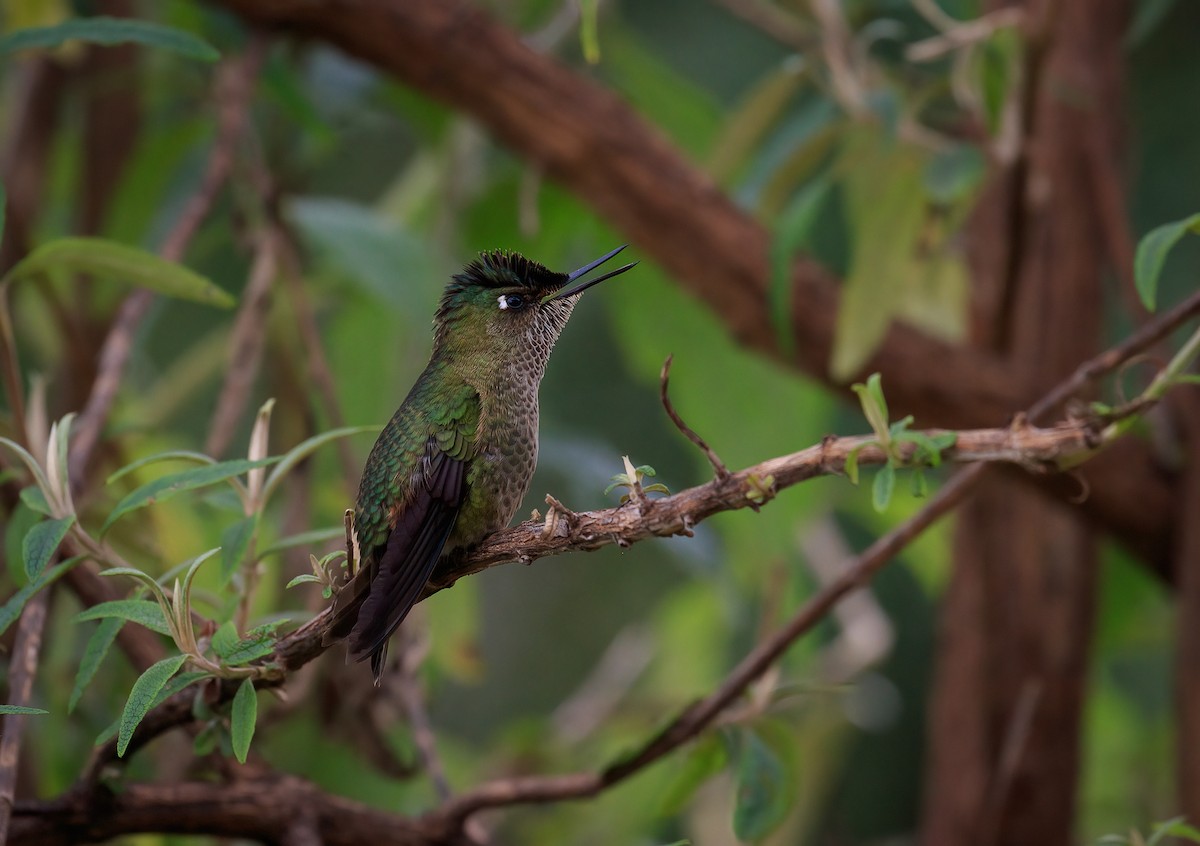 Green-backed Firecrown - ML620769062