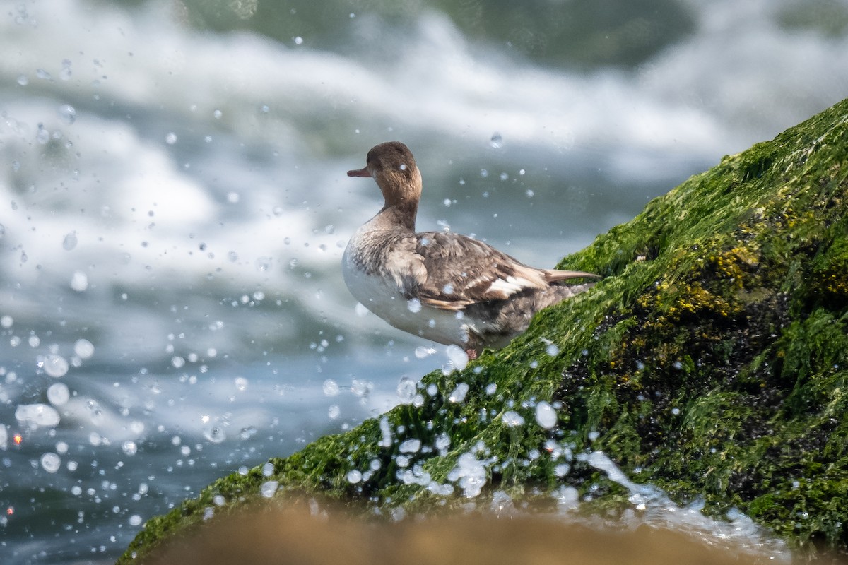 Red-breasted Merganser - ML620769063