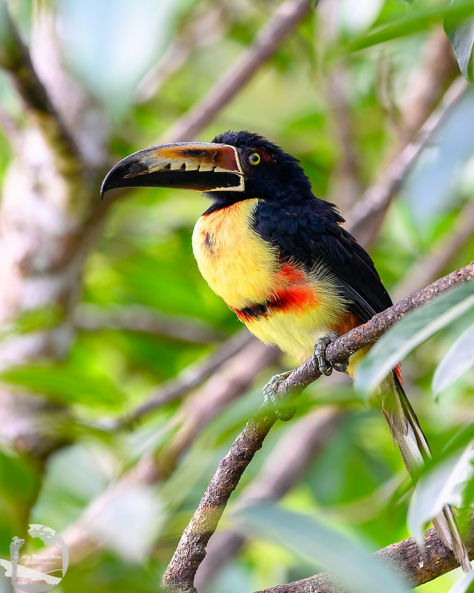 Collared Aracari - ML620769067