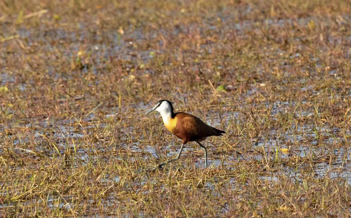 African Jacana - ML620769068