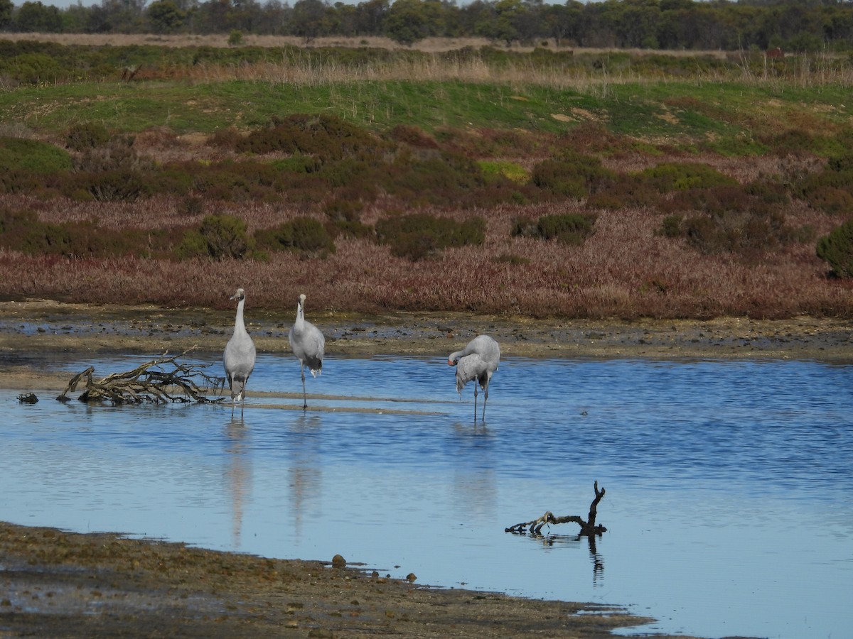 Grue brolga - ML620769069