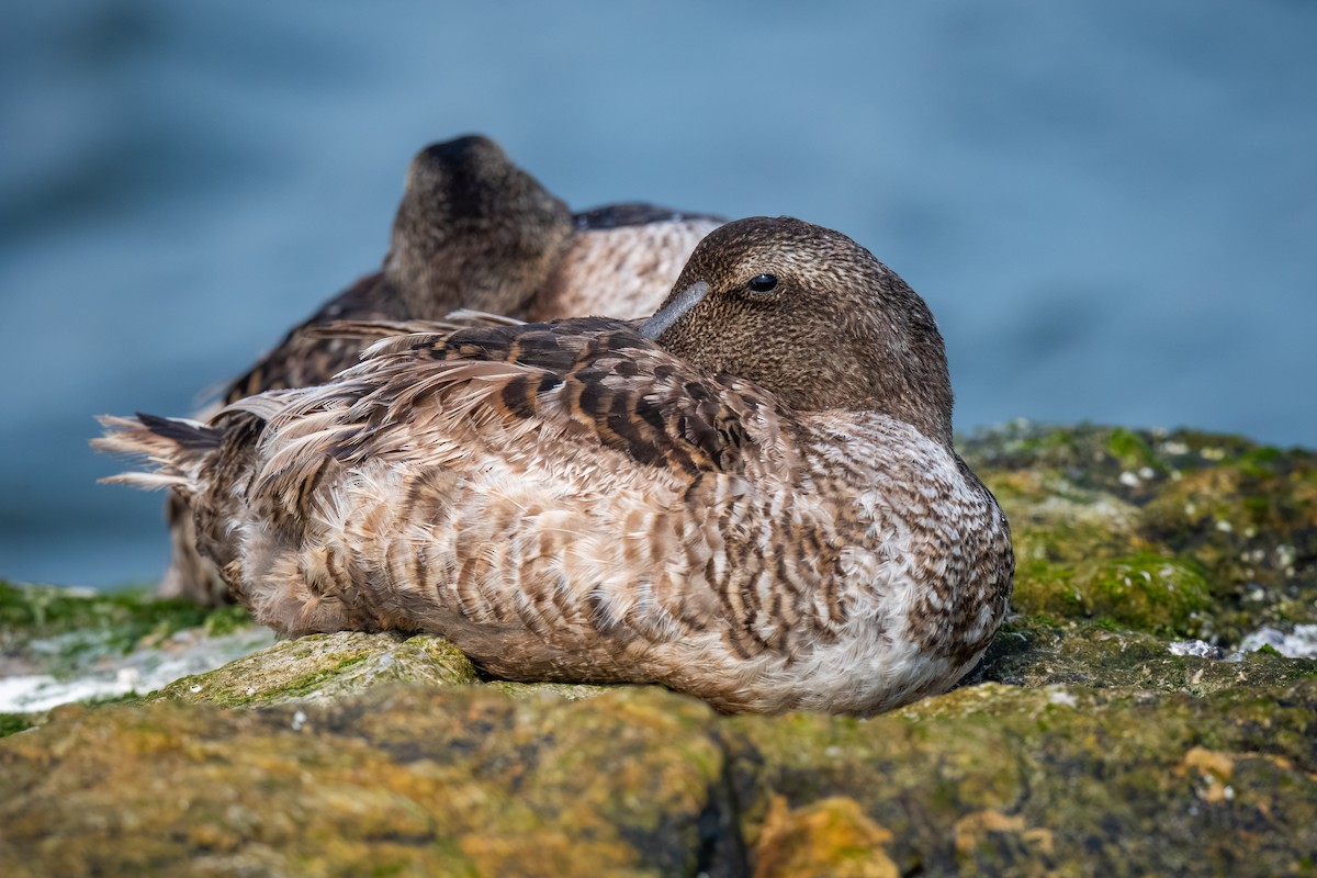 Common Eider - Chris Thomas