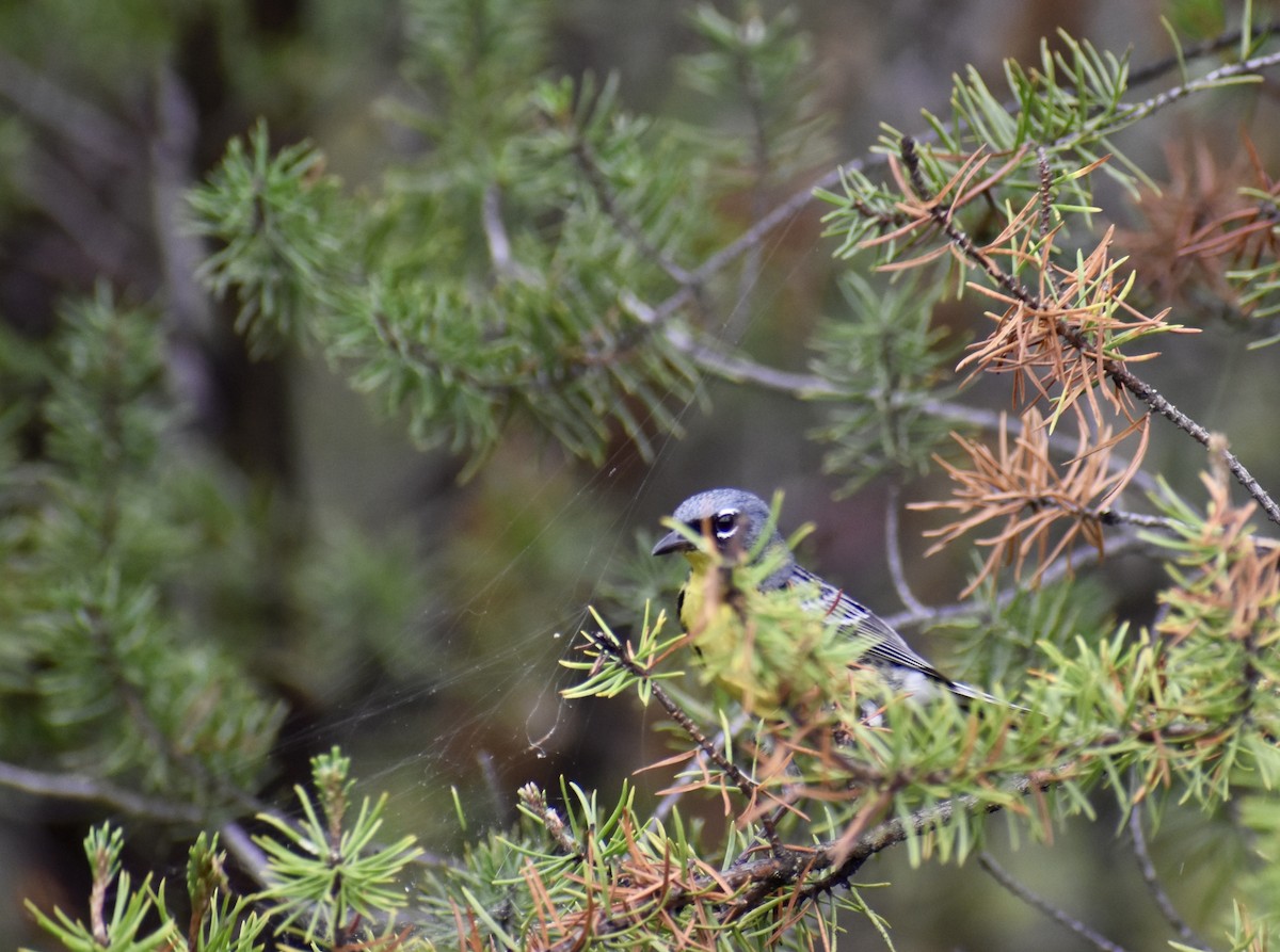 Kirtland's Warbler - ML620769072