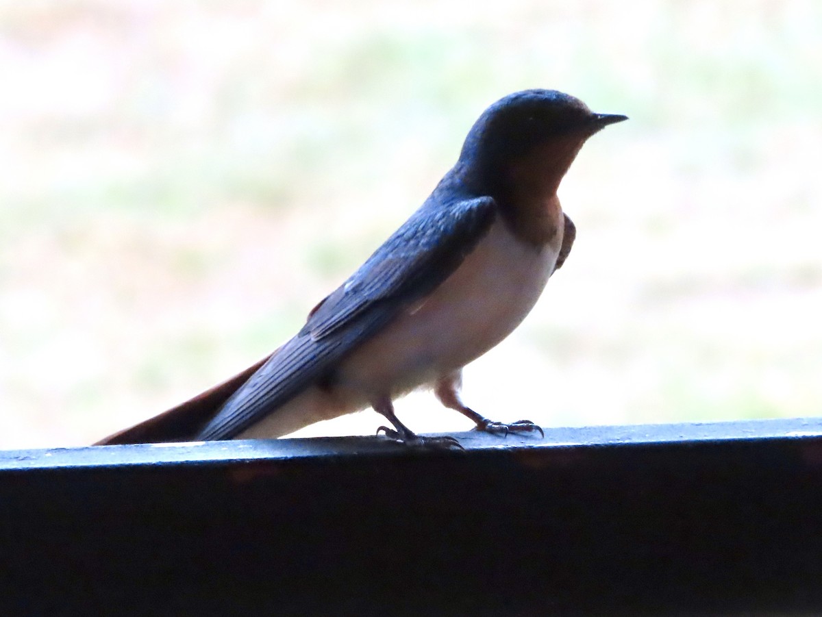 Barn Swallow - ML620769077