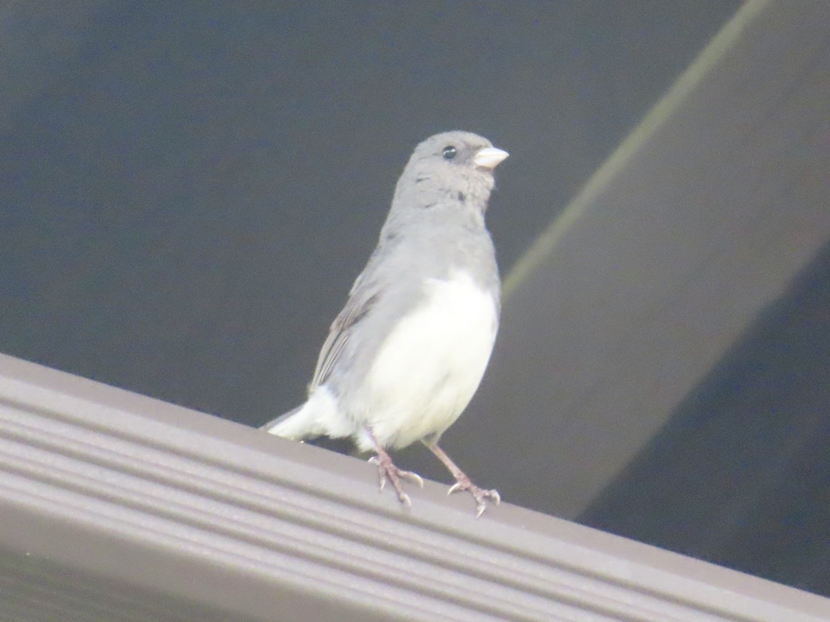 Dark-eyed Junco - ML620769095