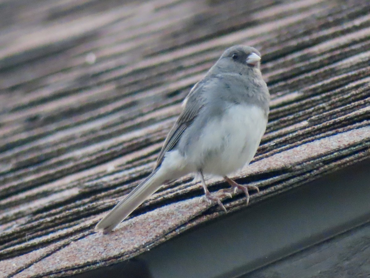 Dark-eyed Junco - ML620769096