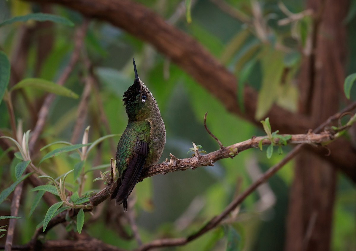 Green-backed Firecrown - ML620769099