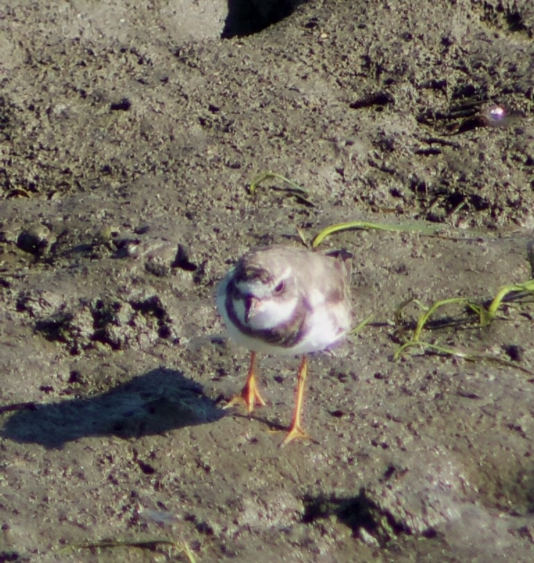 Semipalmated Plover - ML620769103