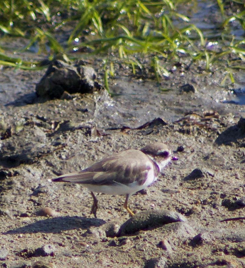Semipalmated Plover - ML620769104
