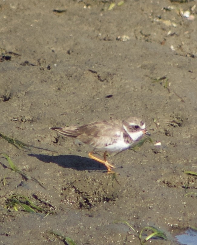 Semipalmated Plover - ML620769105