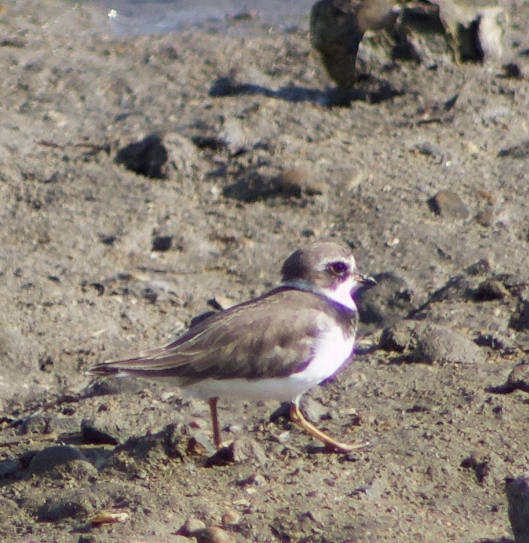 Semipalmated Plover - ML620769106