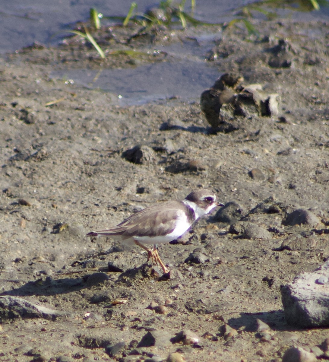 Semipalmated Plover - ML620769107