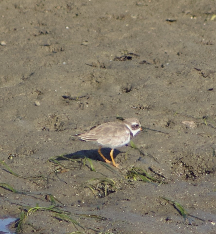 Semipalmated Plover - ML620769108