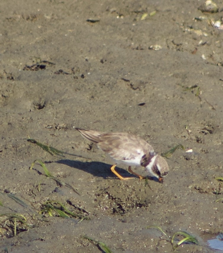 Semipalmated Plover - ML620769109