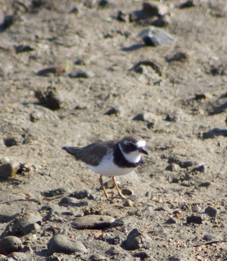 Semipalmated Plover - ML620769110