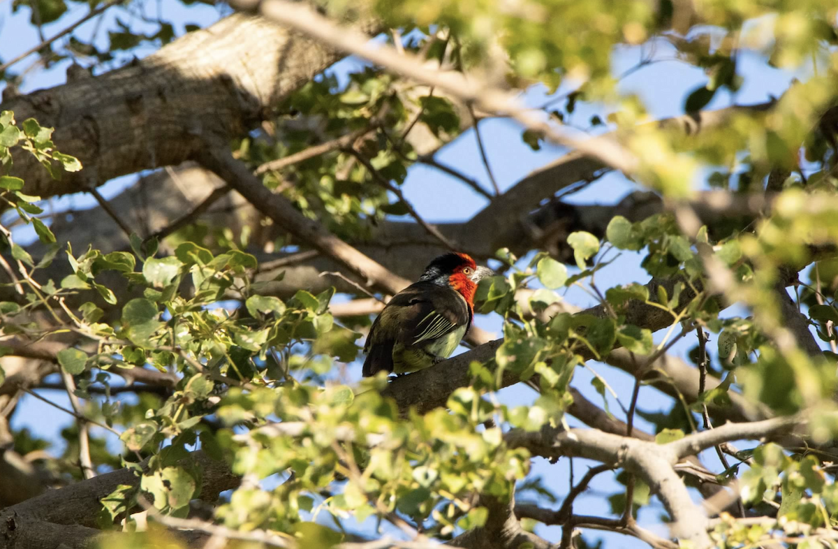 Crested Barbet - sheila rowe