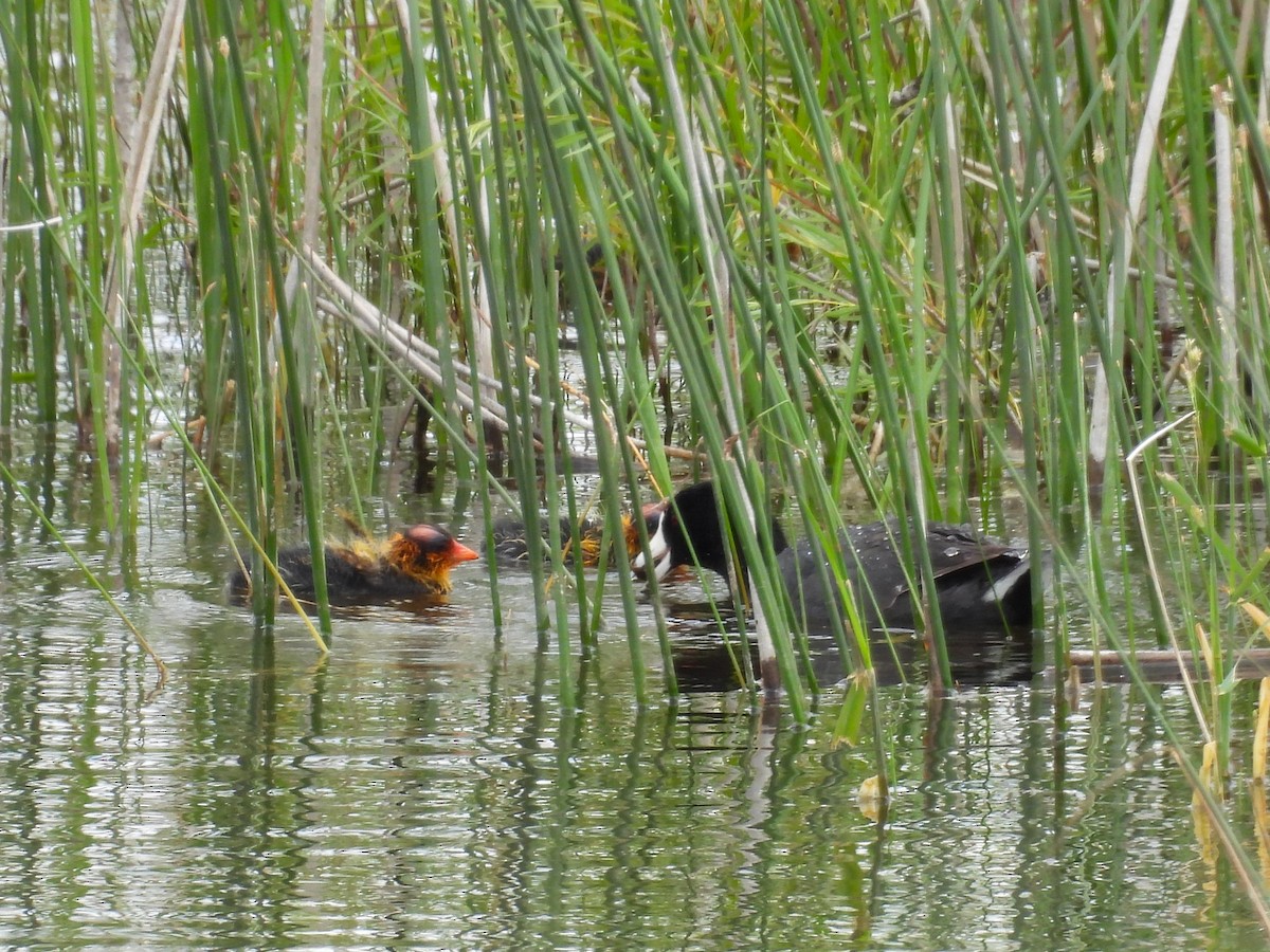 American Coot - Kathryn Hyndman