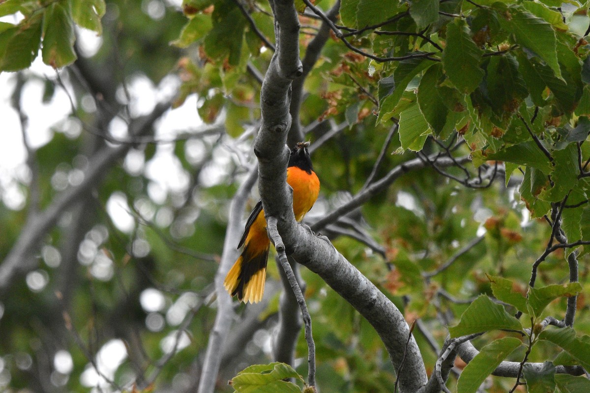 Oriole de Baltimore - ML620769116