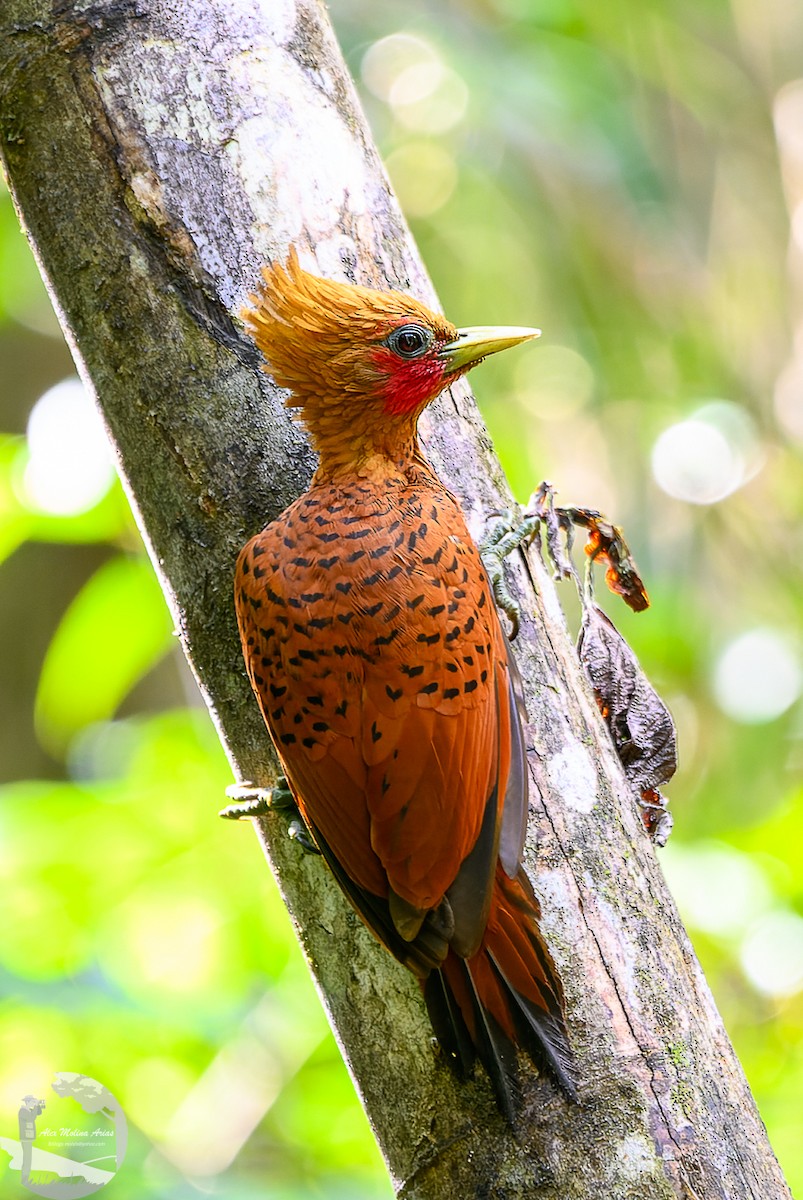 Chestnut-colored Woodpecker - ML620769119