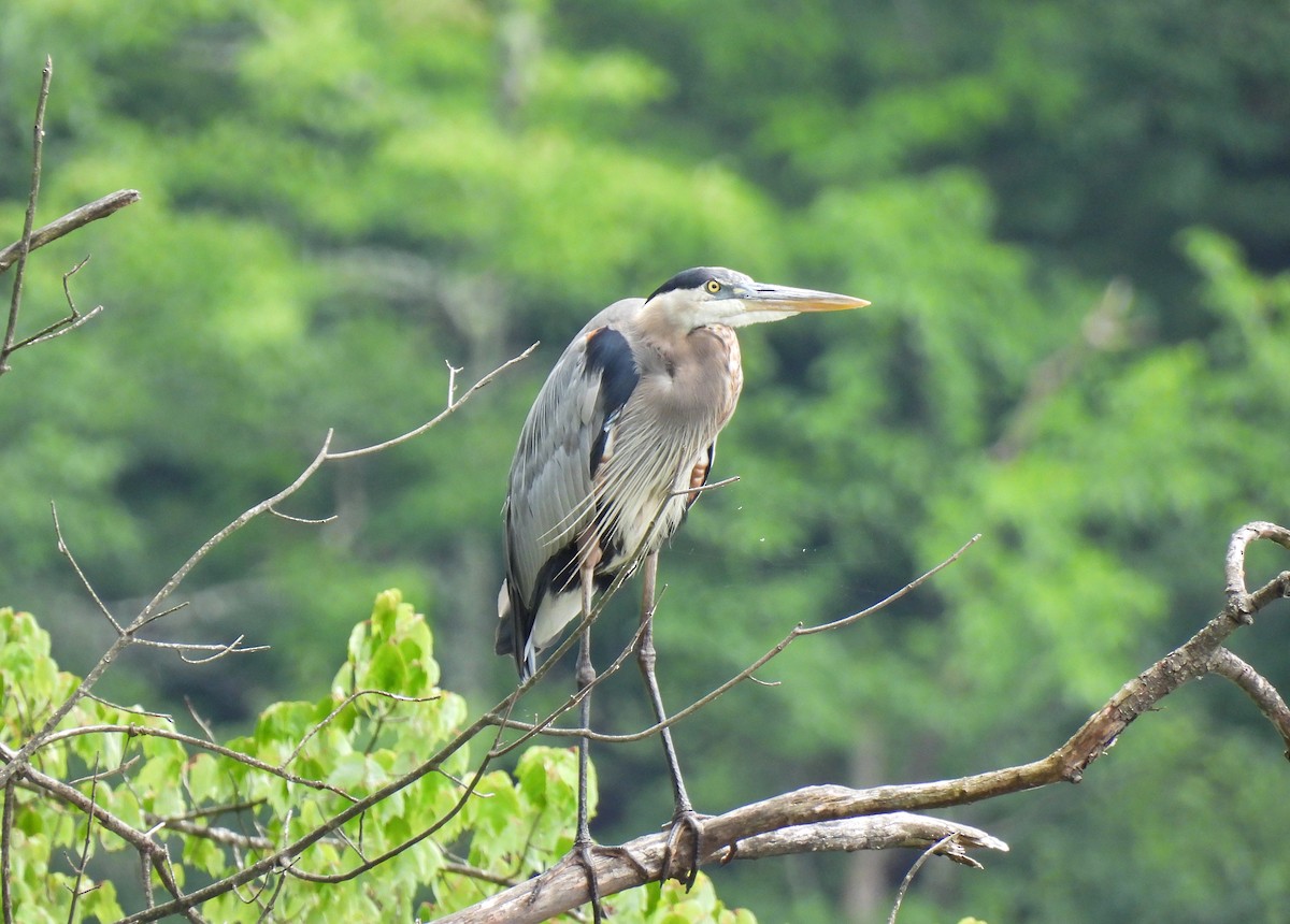 Great Blue Heron - ML620769128