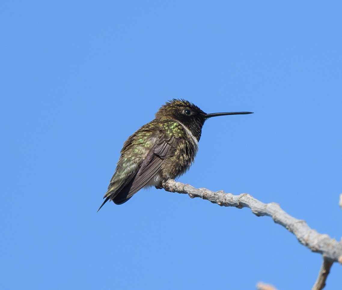 Black-chinned Hummingbird - ML620769137