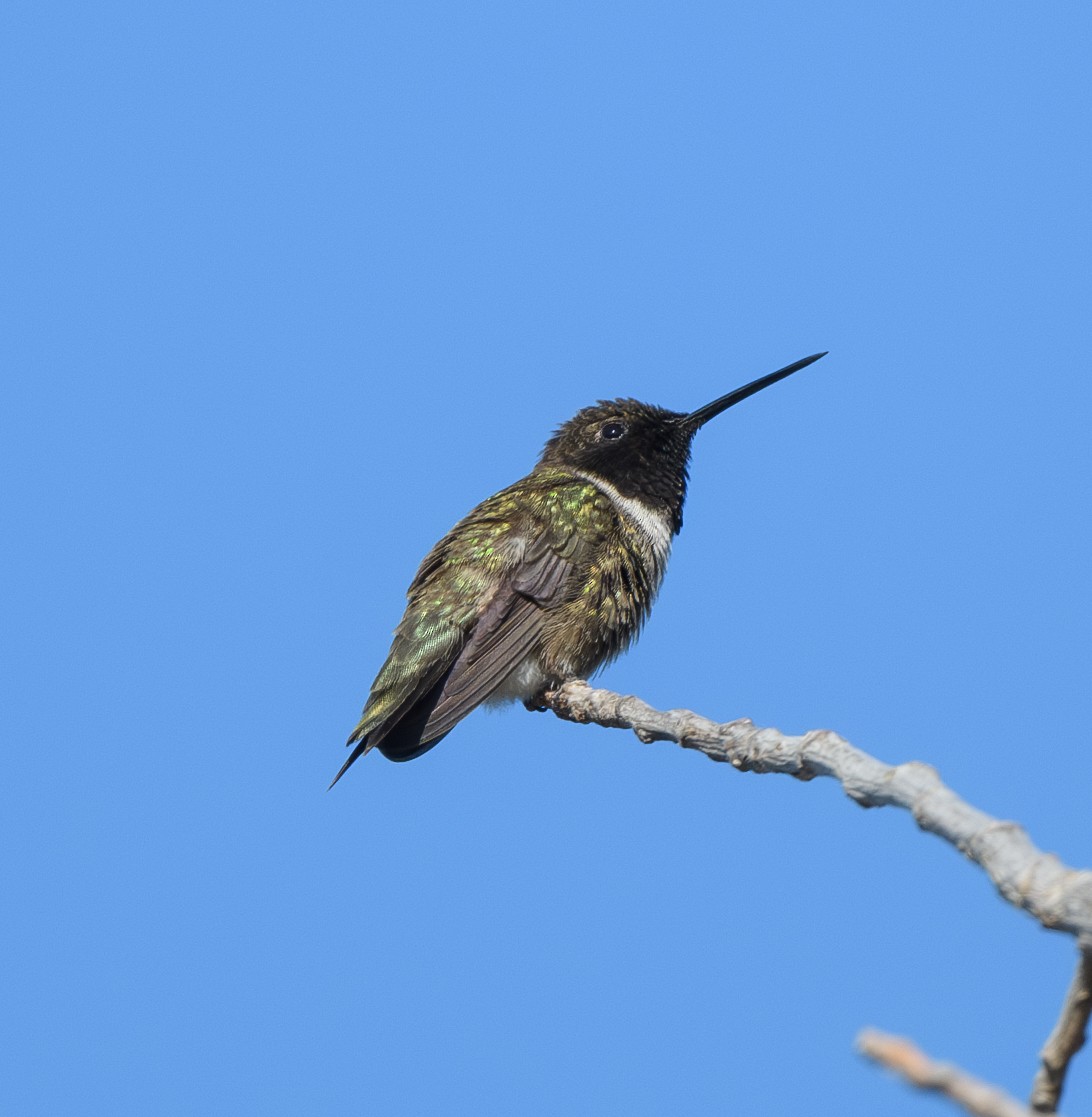 Black-chinned Hummingbird - ML620769138