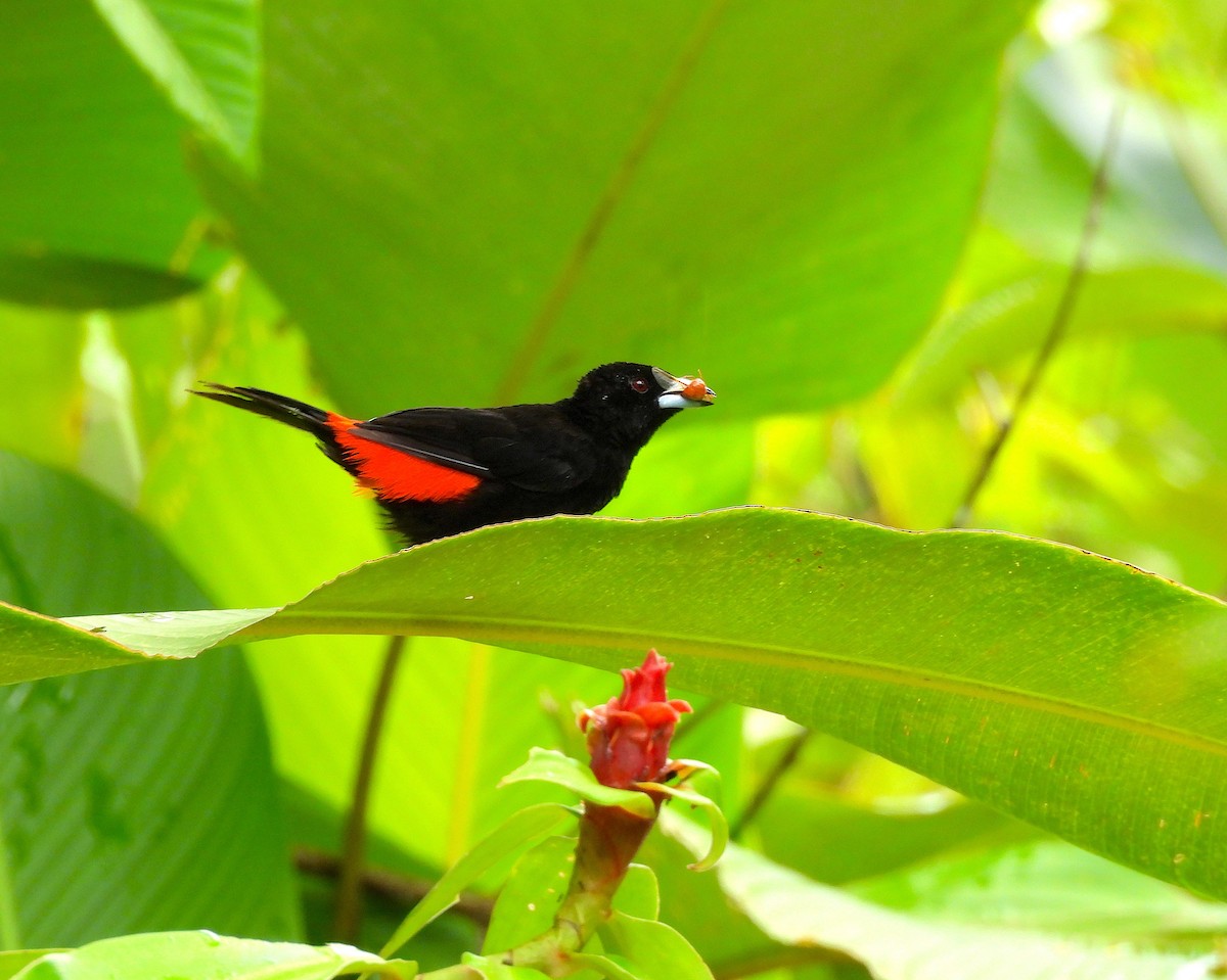 Scarlet-rumped Tanager - ML620769139