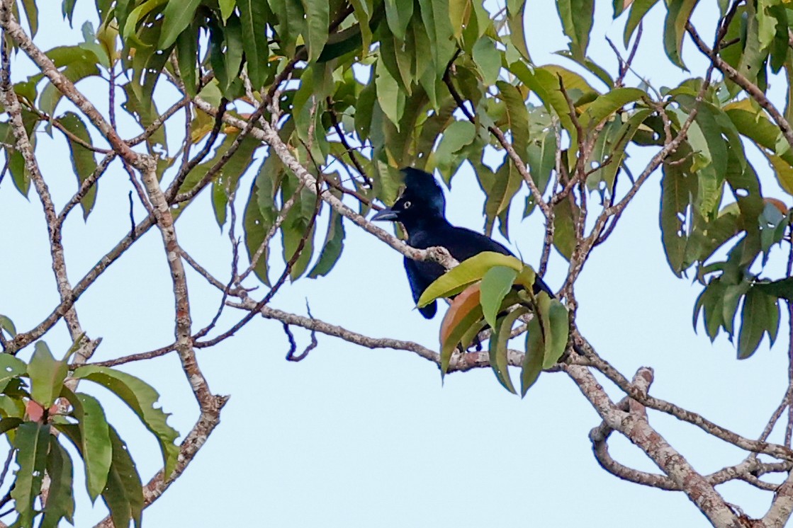 Amazonian Umbrellabird - ML620769140