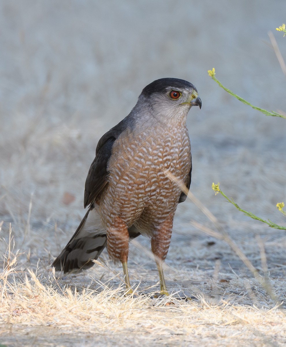 Cooper's Hawk - ML620769145