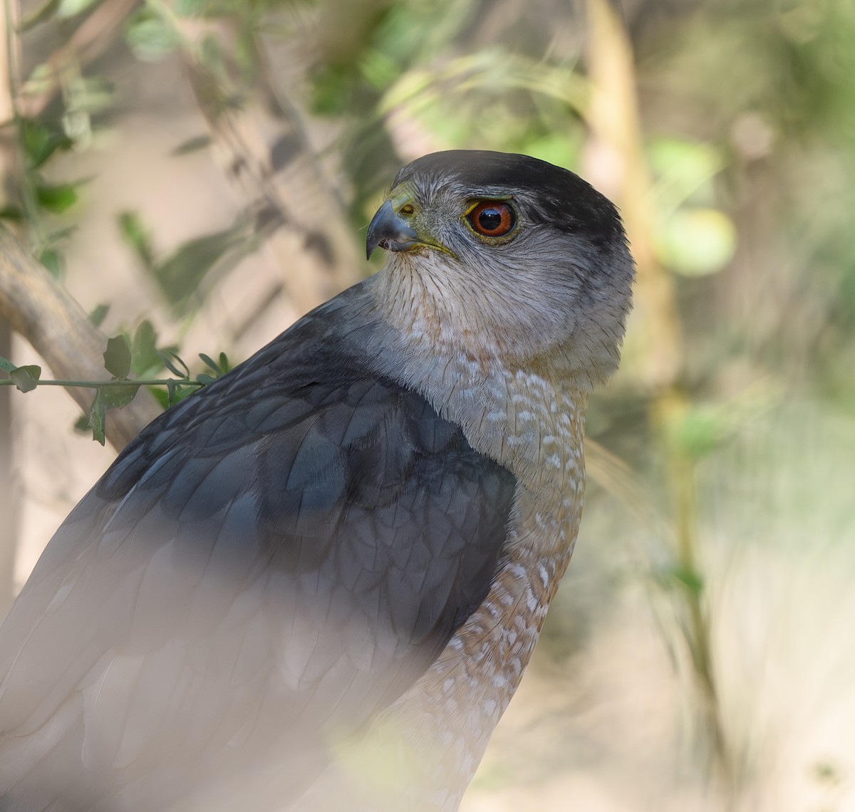 Cooper's Hawk - ML620769146