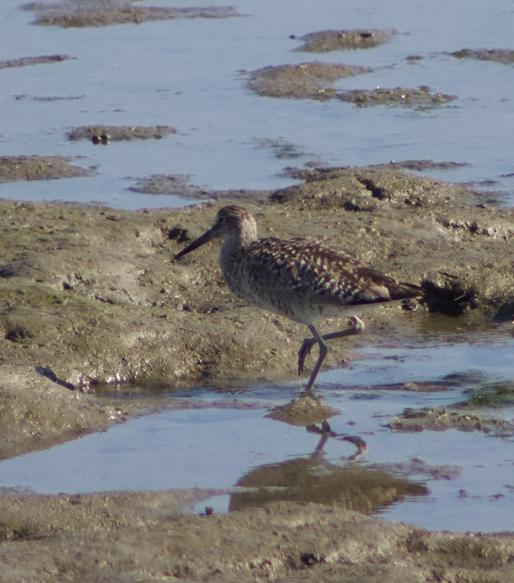 Willet - ML620769150