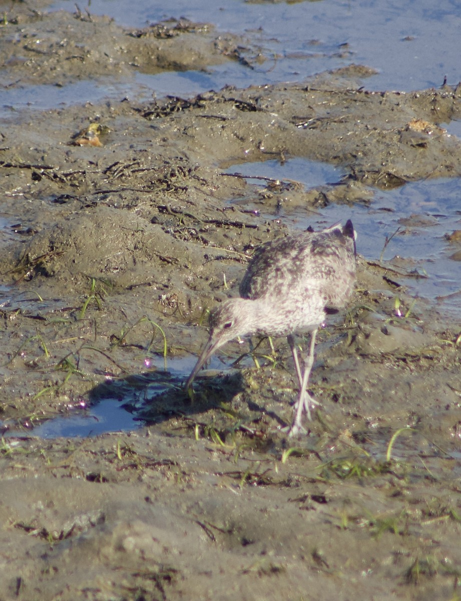 Willet - ML620769152