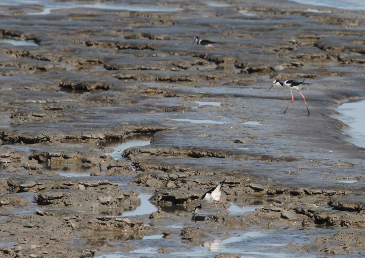 Black-necked Stilt - ML620769153