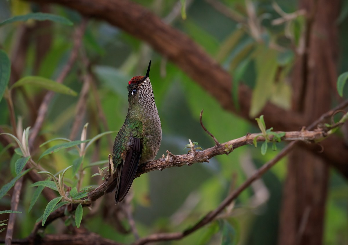 Green-backed Firecrown - ML620769154