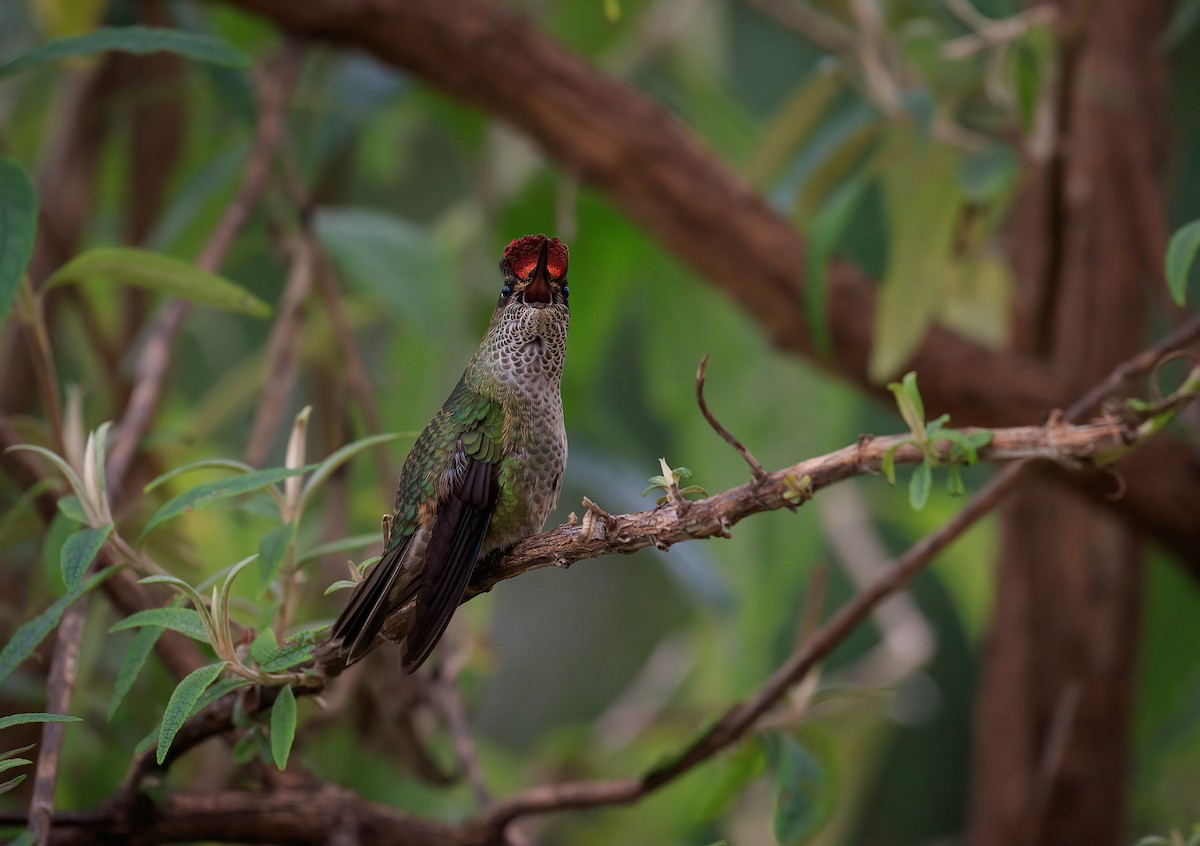 Green-backed Firecrown - ML620769155