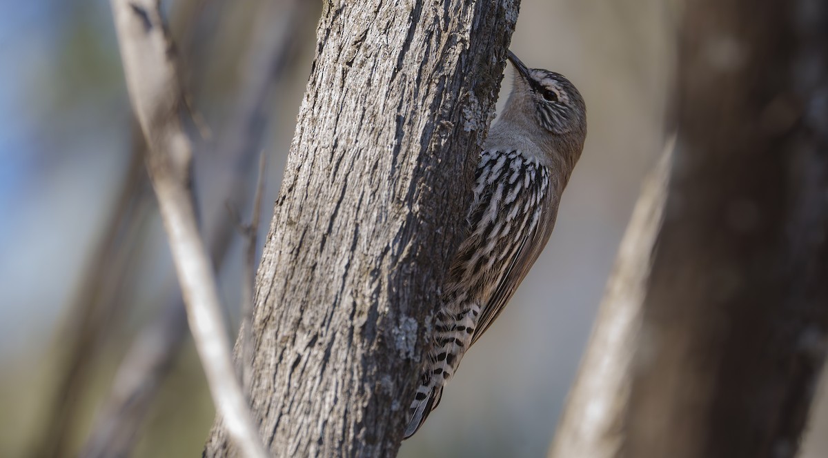 White-browed Treecreeper - ML620769161