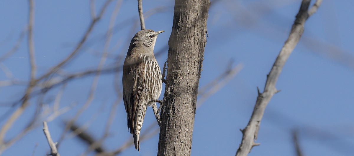 White-browed Treecreeper - ML620769163