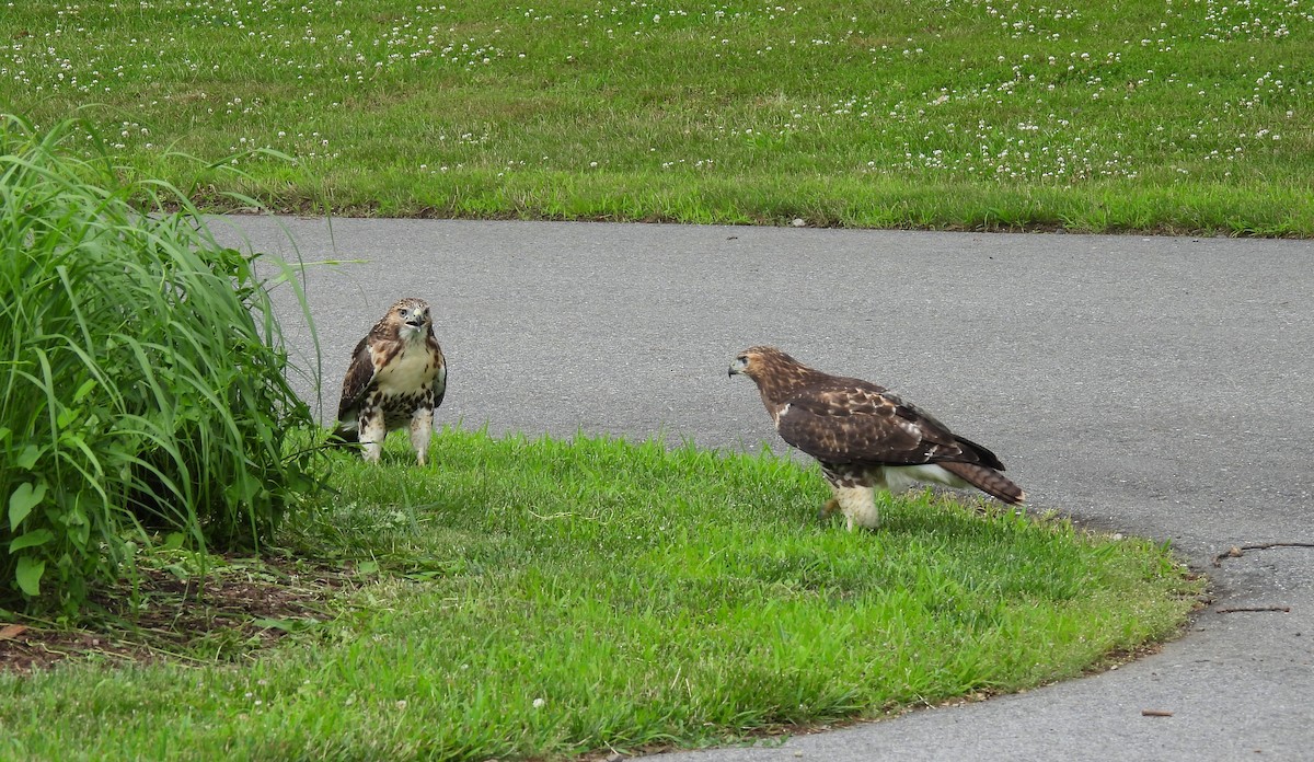 Red-tailed Hawk - ML620769167