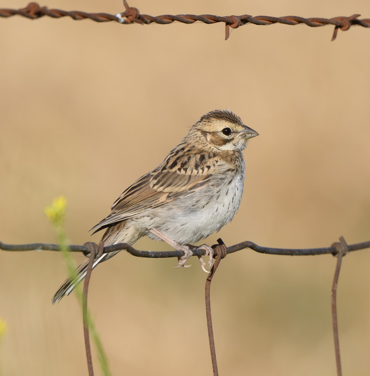 Lark Sparrow - ML620769168