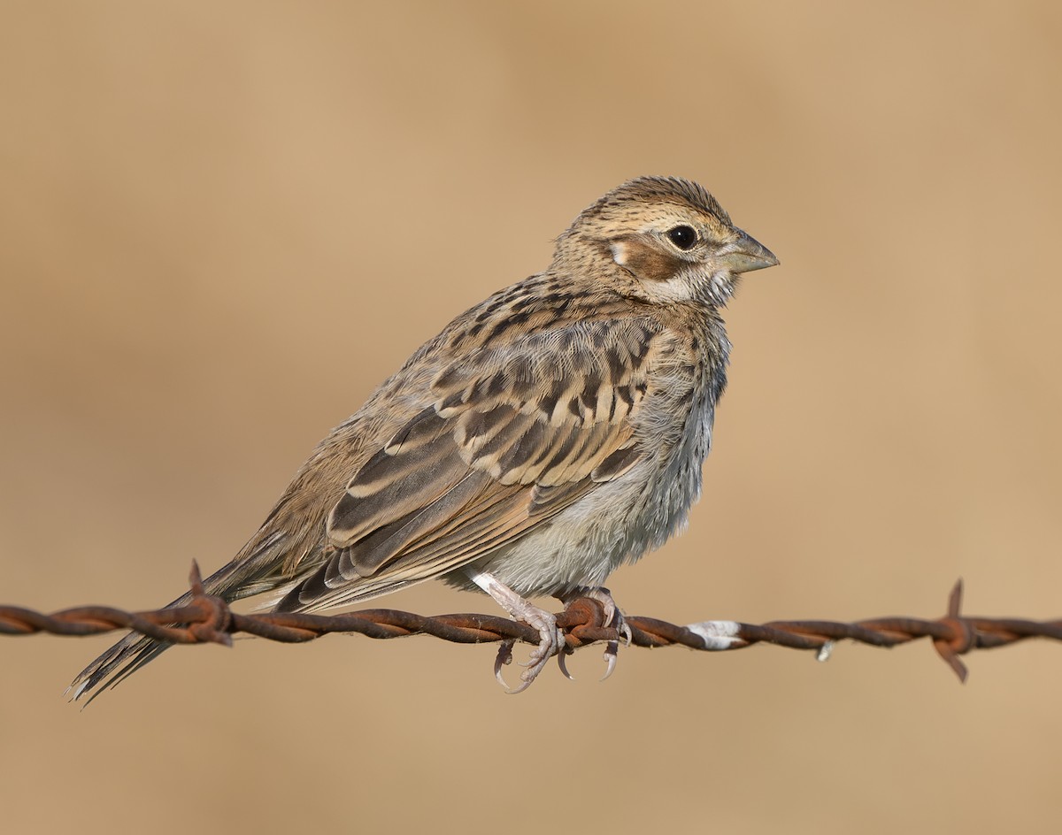 Lark Sparrow - ML620769169