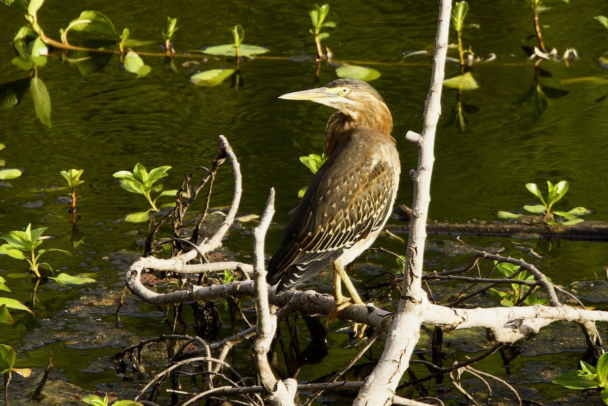 Green Heron - ML620769171