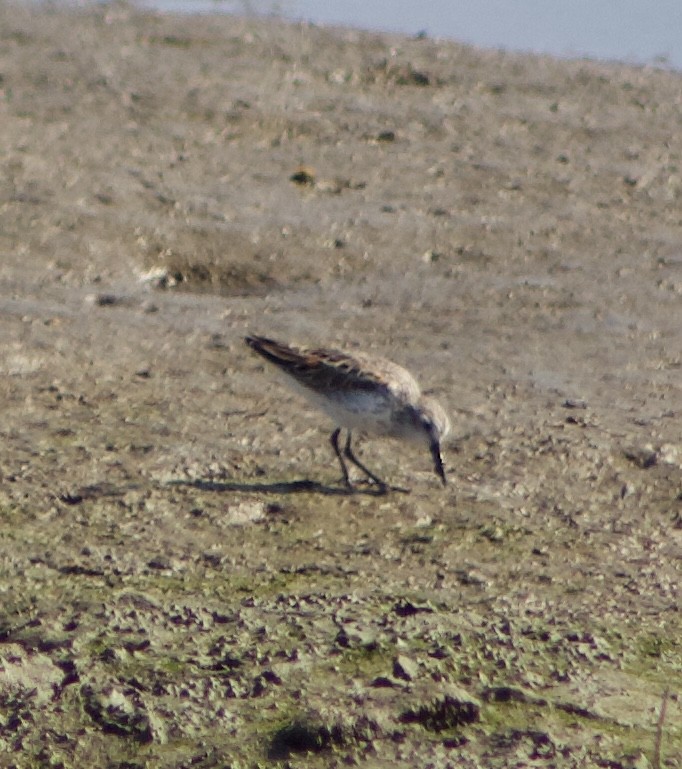 Bergstrandläufer - ML620769174