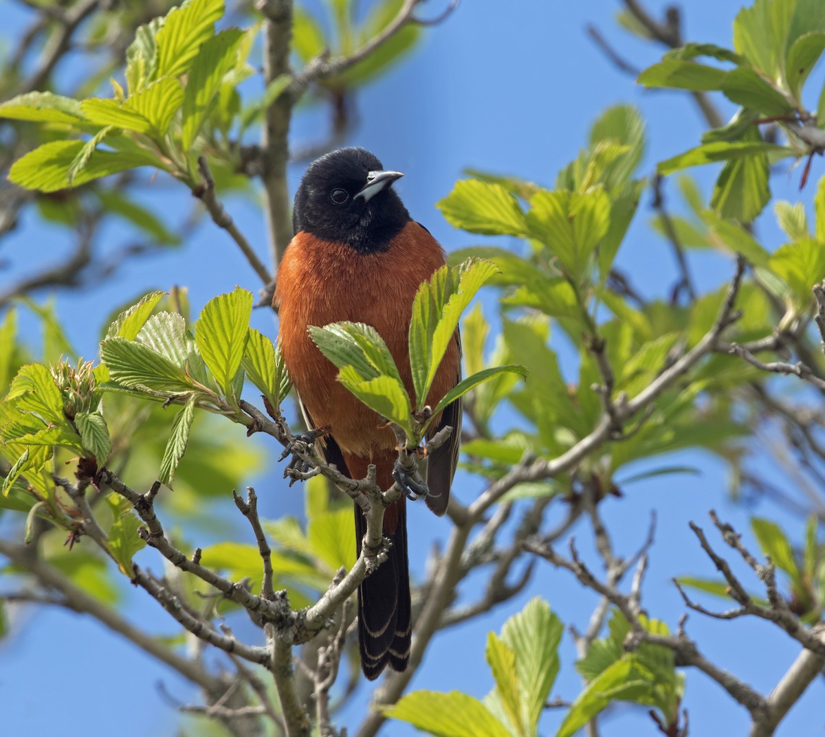 Orchard Oriole - ML620769176