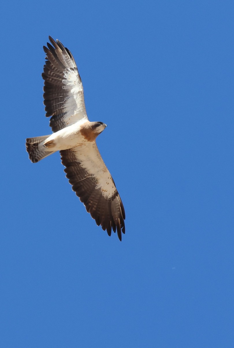 Swainson's Hawk - ML620769177