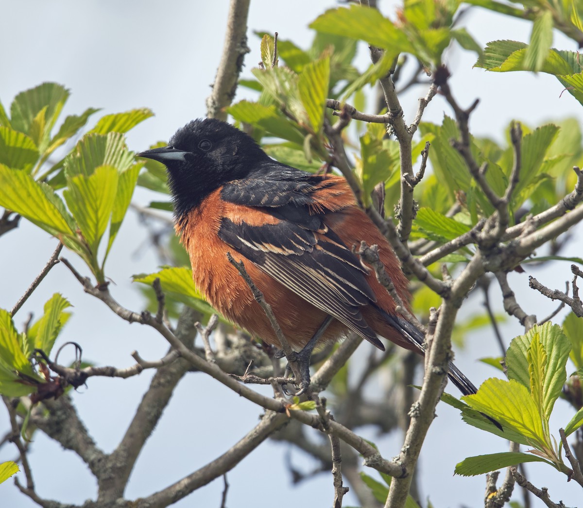 Orchard Oriole - ML620769181